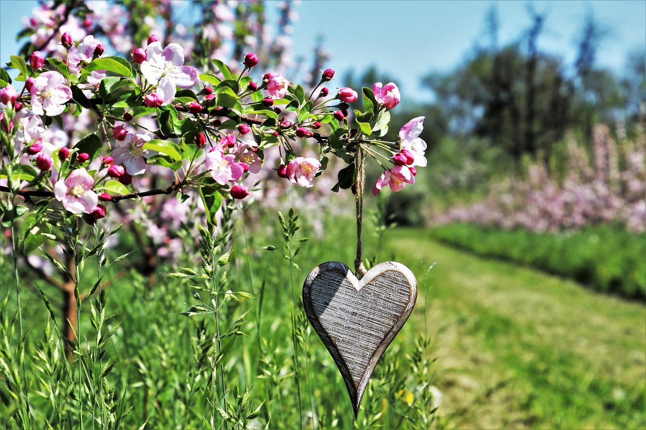 sad, fruit trees, heart, wooden, symbol, spring, flower, plant, nature, tree, garden, petal, season, lawn, outside, floral, branch, freshness, field, the sun, alive, blooming, leaf, pink, flower background, blooming flower, green, the beam, flower wallpaper, bloom, the delicacy, blooms, beautiful flowers, flowers, little flowers, minor, meadow, delicate, daisy, pendant