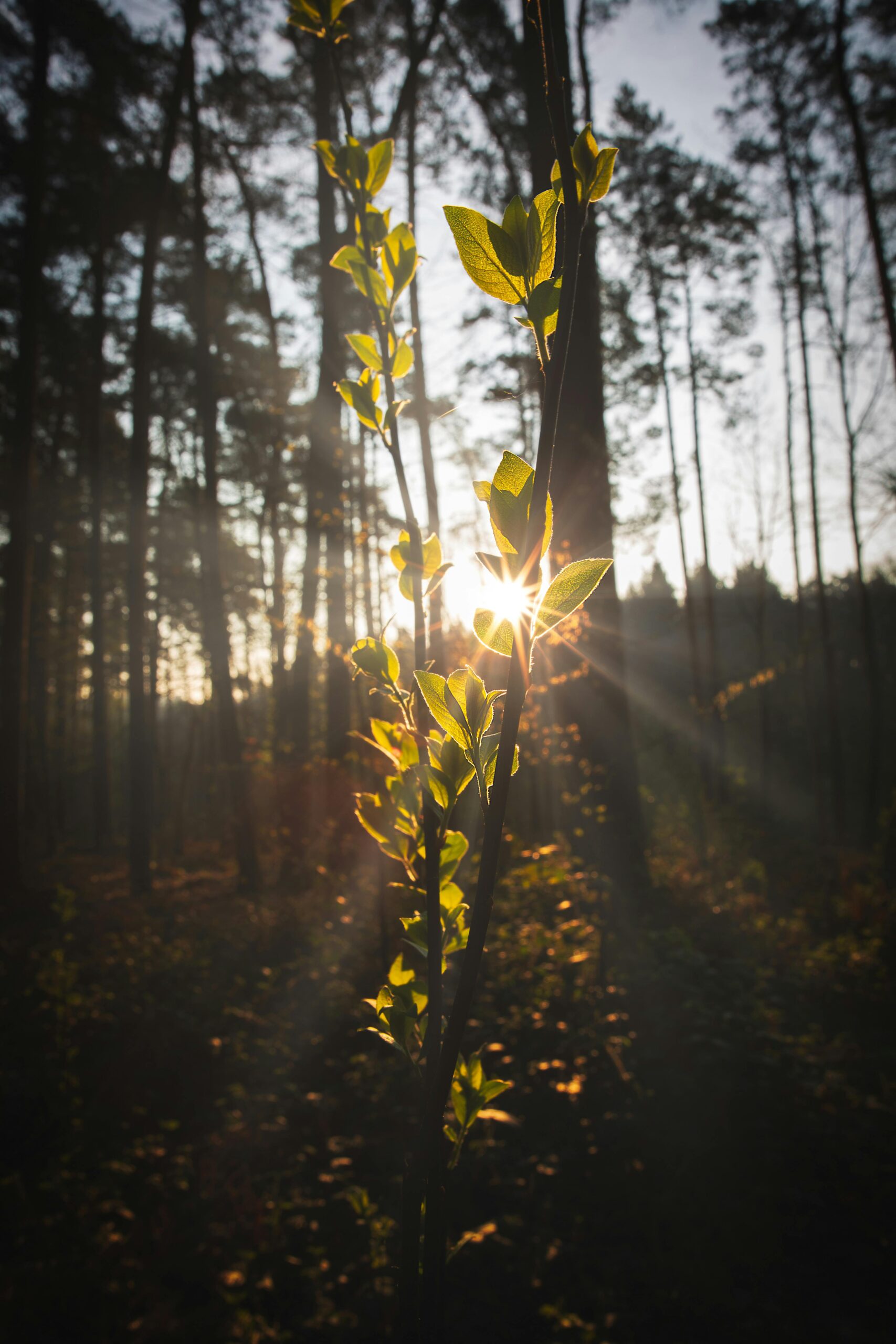 A serene forest scene with sun rays illuminating fresh green leaves.