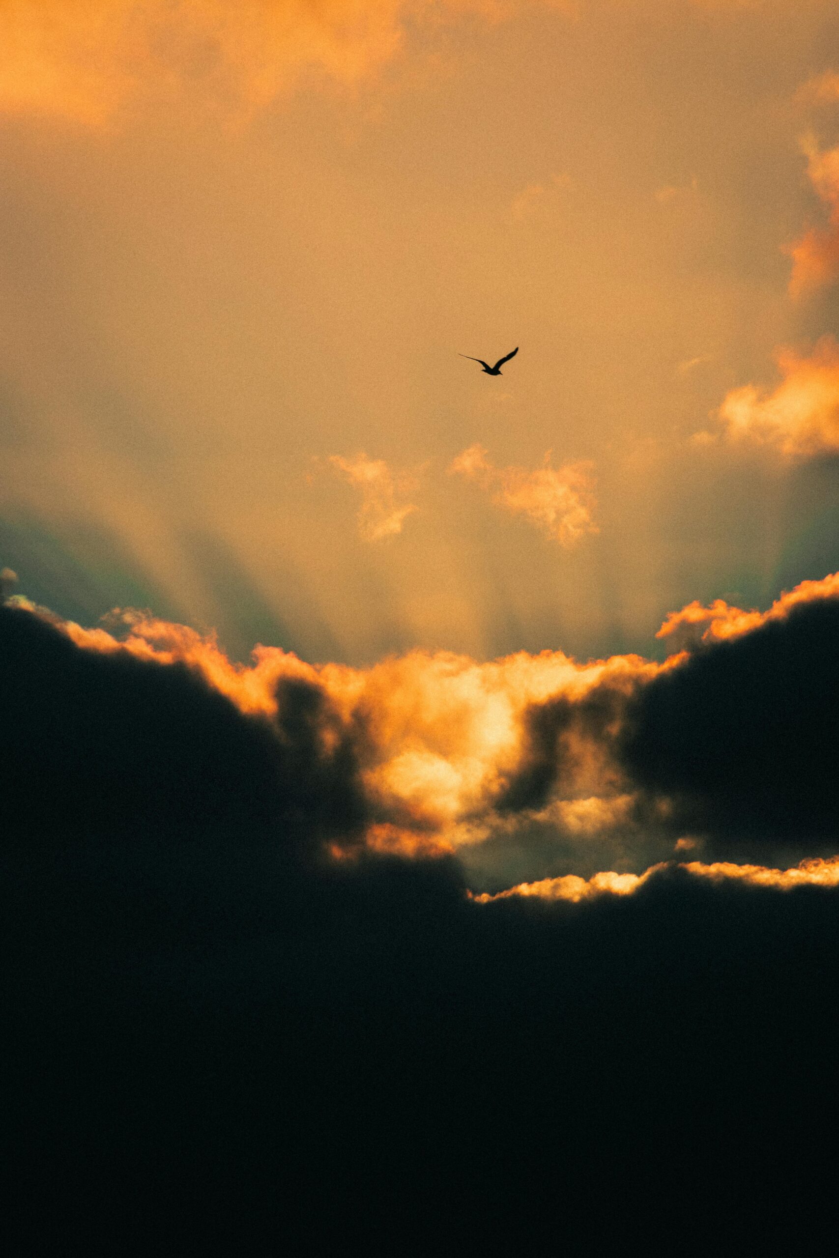 Dramatic sunset with a bird silhouette in flight, golden sun rays breaking through clouds.