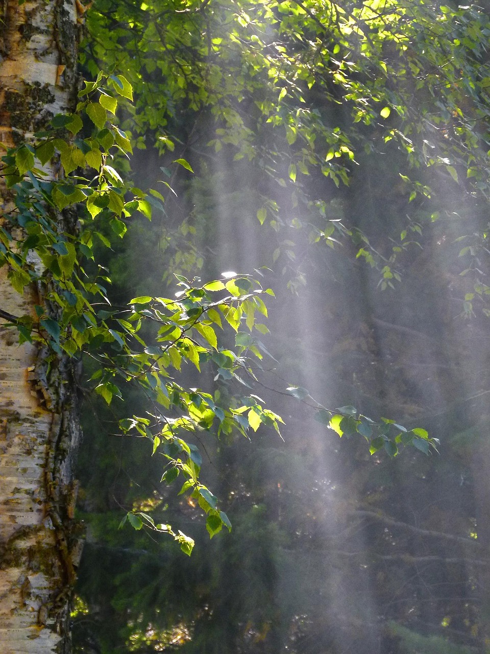 sun, beam, tree, forest, nature, branches, sunbeams, trees, gray sun