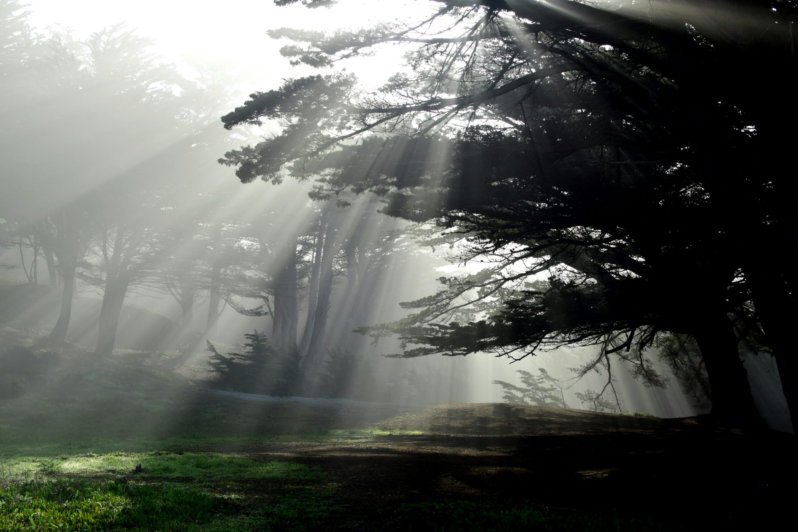 Sunlight filtering through a misty forest at dawn in Half Moon Bay, creating a serene atmosphere.